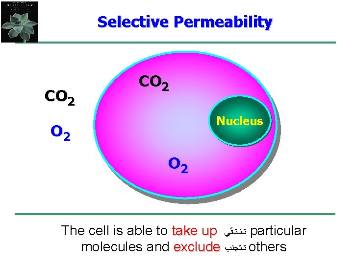 Selective Permeability CO 2 Nucleus O 2 The cell is able to take up