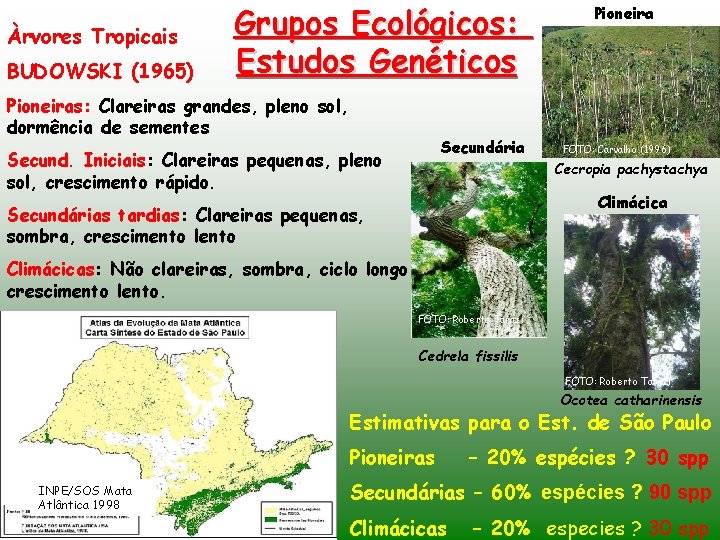 Àrvores Tropicais BUDOWSKI (1965) Grupos Ecológicos: Estudos Genéticos Pioneiras: Clareiras grandes, pleno sol, dormência