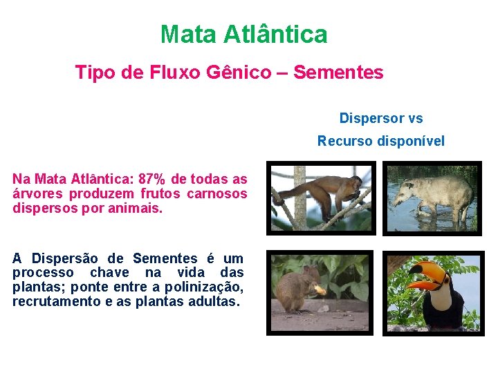 Bioma Mata Atlântica Tipo de Fluxo Gênico – Sementes Dispersor vs Florestas Tropicais: 50