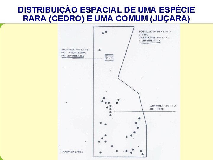 DISTRIBUIÇÃO ESPACIAL DE UMA ESPÉCIE RARA (CEDRO) E UMA COMUM (JUÇARA) 