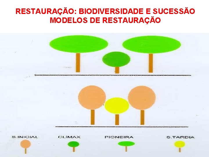 RESTAURAÇÃO: BIODIVERSIDADE E SUCESSÃO MODELOS DE RESTAURAÇÃO MODELO BÁSICO DE ASSOCIAÇÃO ENTRE GRUPOS ECOLÓGICOS