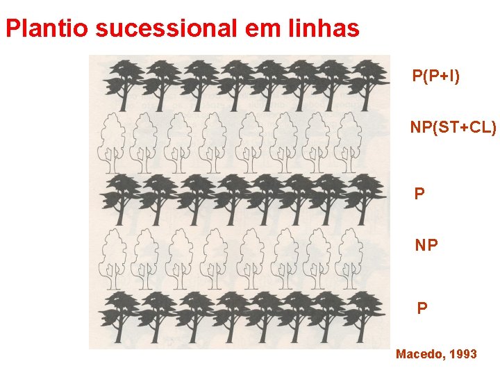 Plantio sucessional em linhas P(P+I) NP(ST+CL) P NP P Macedo, 1993 