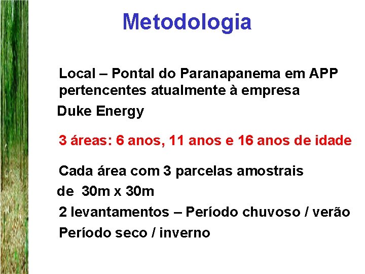 Metodologia • Local – Pontal do Paranapanema em APP pertencentes atualmente à empresa Duke