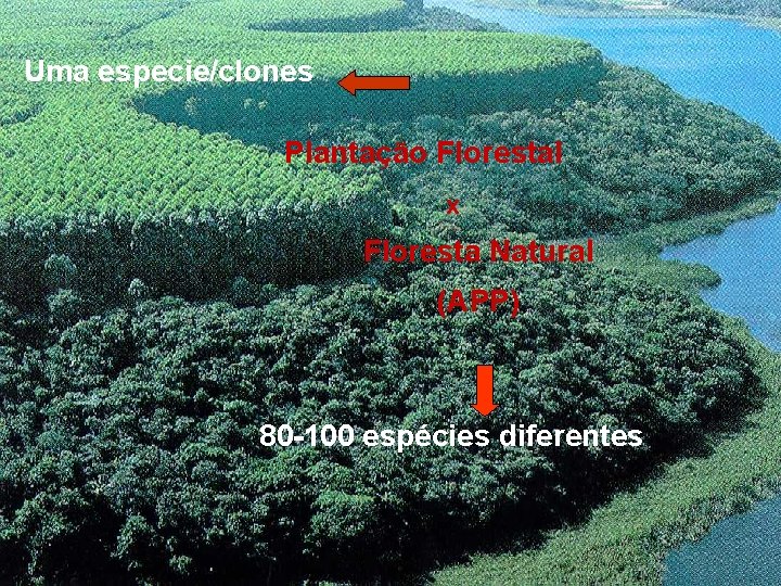 Uma especie/clones Plantação Florestal x Floresta Natural (APP) 80 -100 espécies diferentes 