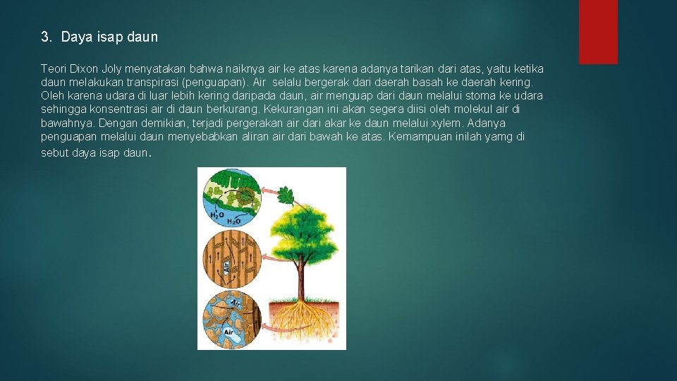 3. Daya isap daun Teori Dixon Joly menyatakan bahwa naiknya air ke atas karena