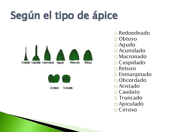 Según el tipo de ápice Redondeado � Obtuso � Agudo � Acumilado � Mucronado