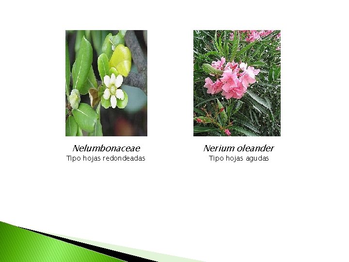 Nelumbonaceae Tipo hojas redondeadas Nerium oleander Tipo hojas agudas 
