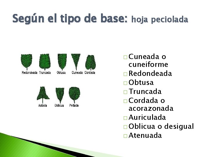 Según el tipo de base: hoja peciolada � Cuneada o cuneiforme � Redondeada �