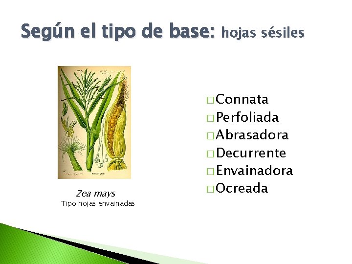 Según el tipo de base: hojas sésiles � Connata � Perfoliada � Abrasadora �