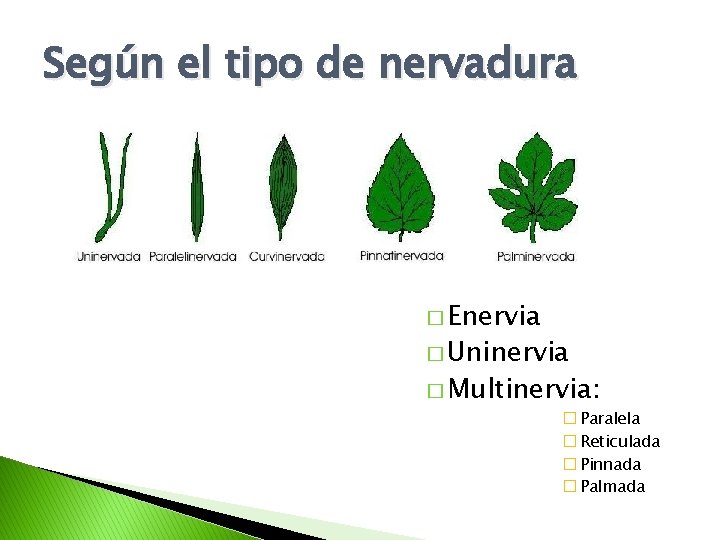 Según el tipo de nervadura � Enervia � Uninervia � Multinervia: � Paralela �