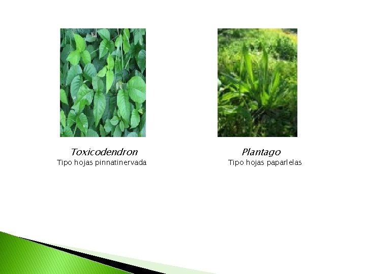 Toxicodendron Tipo hojas pinnatinervada Plantago Tipo hojas paparlelas 