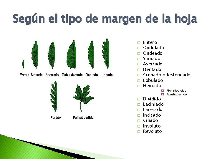 Según el tipo de margen de la hoja � � � � � Entero