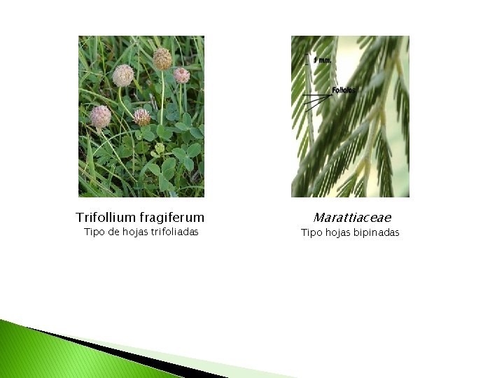 Trifollium fragiferum Tipo de hojas trifoliadas Marattiaceae Tipo hojas bipinadas 