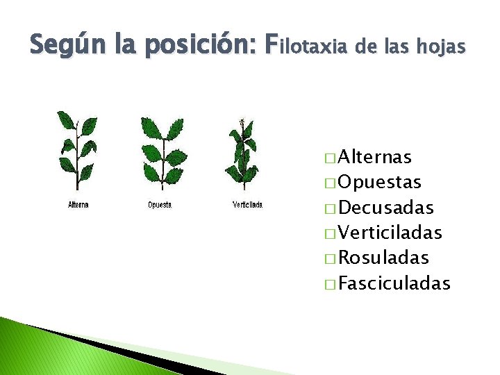 Según la posición: Filotaxia de las hojas � Alternas � Opuestas � Decusadas �