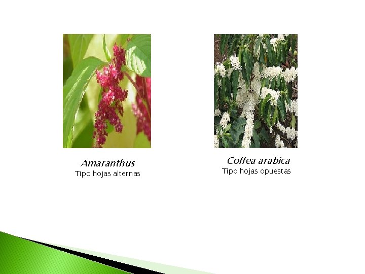 Amaranthus Tipo hojas alternas Coffea arabica Tipo hojas opuestas 