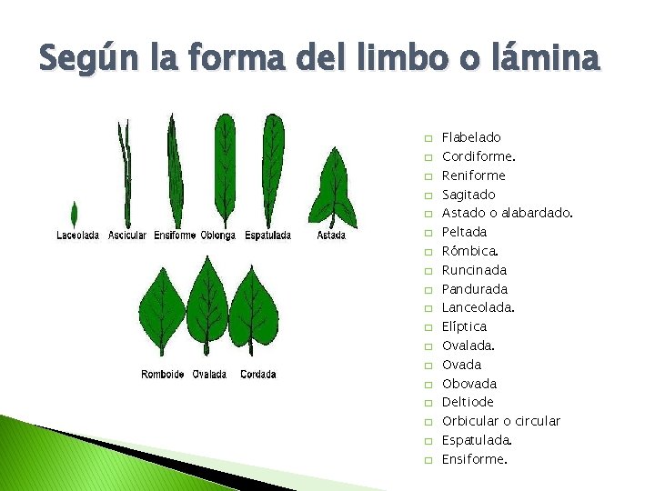 Según la forma del limbo o lámina � � � � � Flabelado Cordiforme.