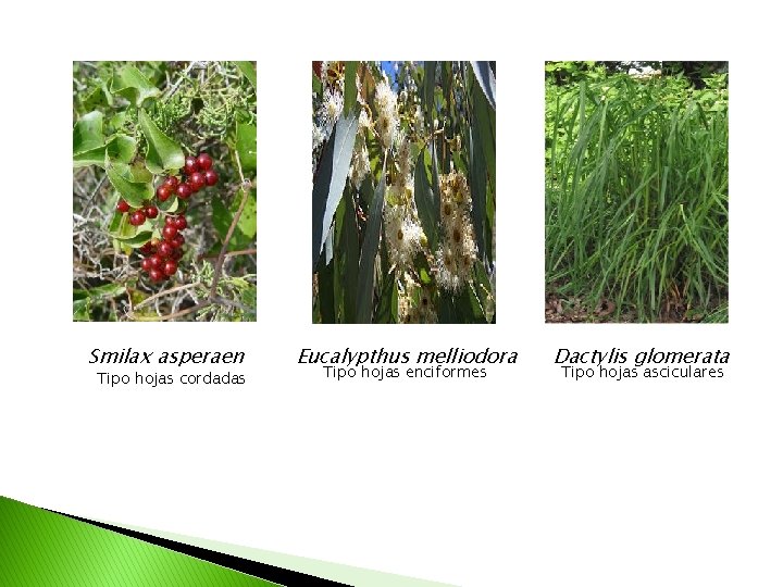 Smilax asperaen Tipo hojas cordadas Eucalypthus melliodora Tipo hojas enciformes Dactylis glomerata Tipo hojas