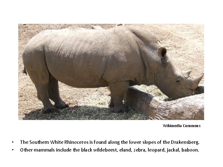 Wikimedia Commons • • The Southern White Rhinoceros is found along the lower slopes