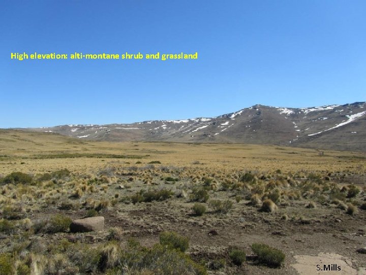 High elevation: alti-montane shrub and grassland S. Mills 