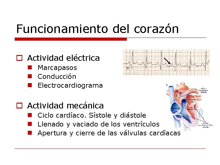 Funcionamiento del corazón o Actividad eléctrica n Marcapasos n Conducción n Electrocardiograma o Actividad