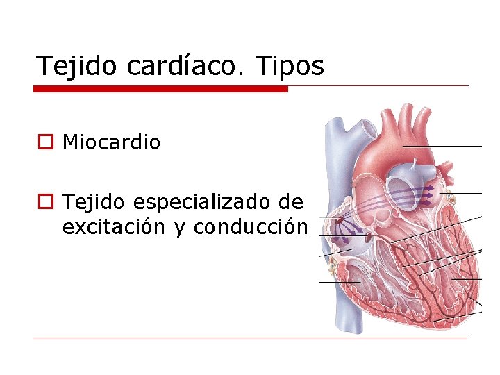 Tejido cardíaco. Tipos o Miocardio o Tejido especializado de excitación y conducción 