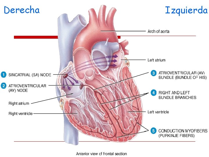 Derecha Izquierda 