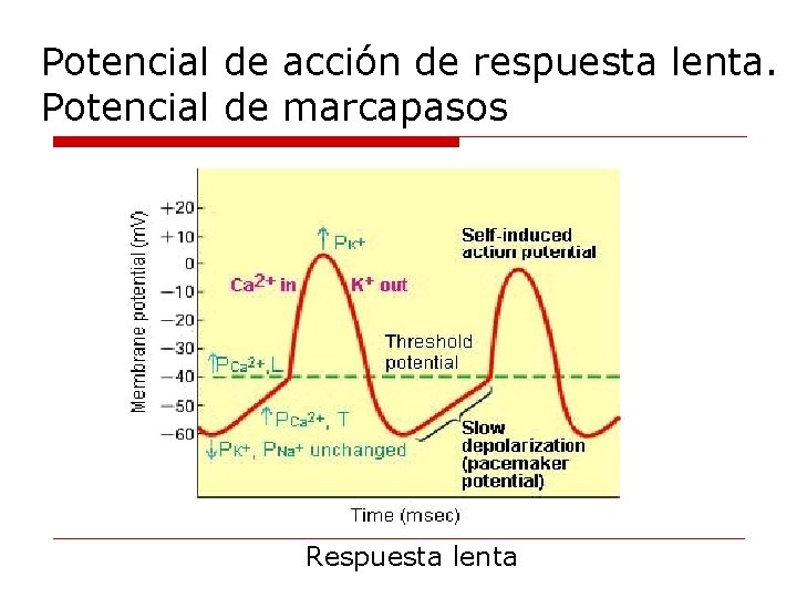 Potencial de acción de respuesta lenta. Potencial de marcapasos Respuesta lenta 