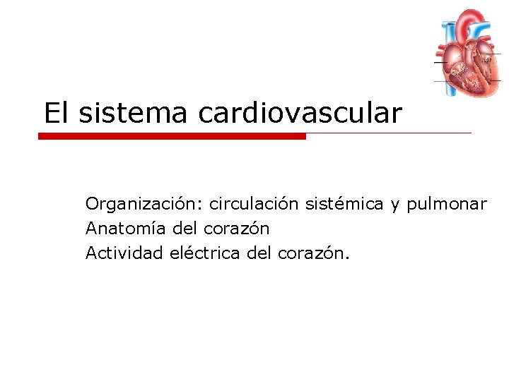 El sistema cardiovascular Organización: circulación sistémica y pulmonar Anatomía del corazón Actividad eléctrica del