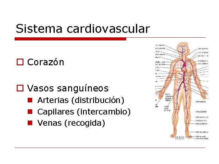 Sistema cardiovascular o Corazón o Vasos sanguíneos n Arterias (distribución) n Capilares (intercambio) n