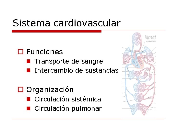 Sistema cardiovascular o Funciones n Transporte de sangre n Intercambio de sustancias o Organización