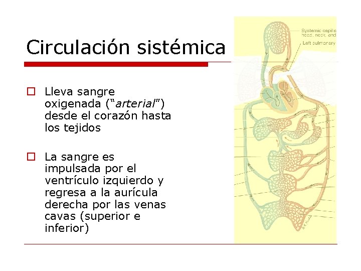 Circulación sistémica o Lleva sangre oxigenada (“arterial”) desde el corazón hasta los tejidos o