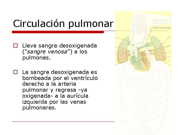 Circulación pulmonar o Lleva sangre desoxigenada (“sangre venosa”) a los pulmones. o La sangre