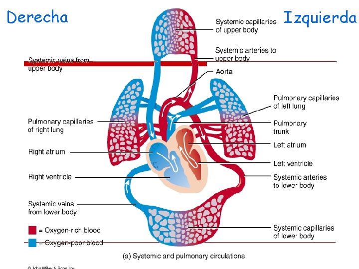 Derecha Izquierda 