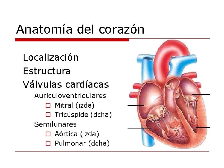 Anatomía del corazón Localización Estructura Válvulas cardíacas Auriculoventriculares o Mitral (izda) o Tricúspide (dcha)