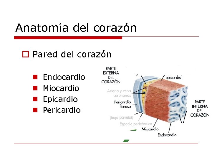 Anatomía del corazón o Pared del corazón n n Endocardio Miocardio Epicardio Pericardio 