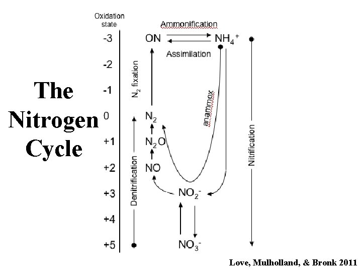 The Nitrogen Cycle Love, Mulholland, & Bronk 2011 