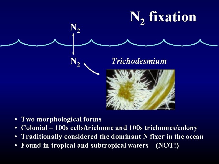 N 2 • • N 2 fixation Trichodesmium Two morphological forms Colonial – 100