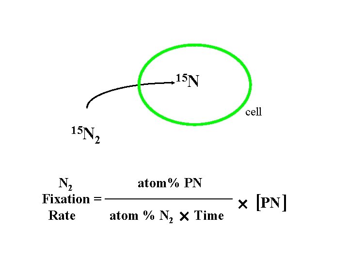 15 N cell 15 N 2 atom% PN Fixation = Rate atom % N