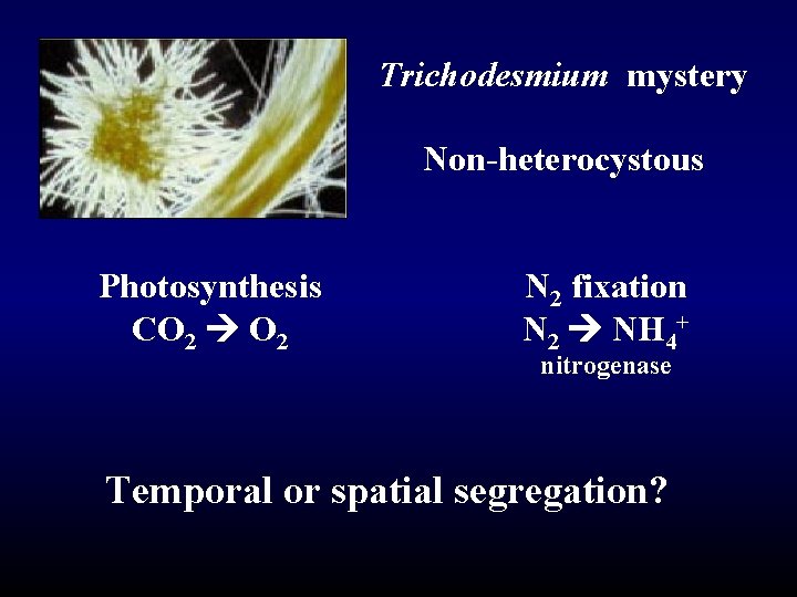 Trichodesmium mystery Non-heterocystous Photosynthesis CO 2 N 2 fixation N 2 NH 4+ nitrogenase