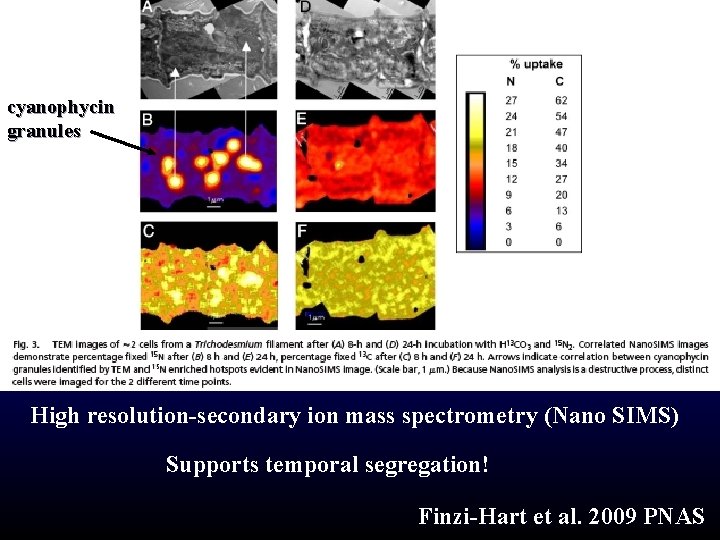 cyanophycin granules High resolution-secondary ion mass spectrometry (Nano SIMS) Supports temporal segregation! Finzi-Hart et