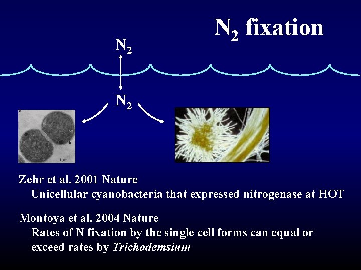 N 2 fixation N 2 Zehr et al. 2001 Nature Unicellular cyanobacteria that expressed