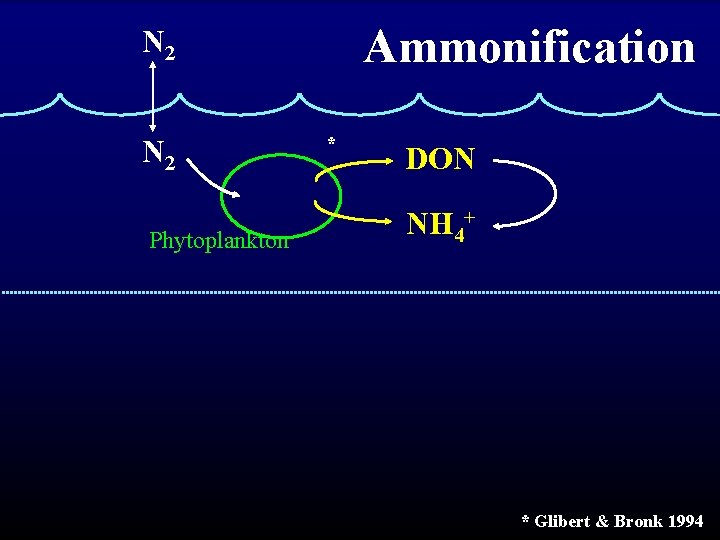 Ammonification N 2 Phytoplankton * DON NH 4+ * Glibert & Bronk 1994 