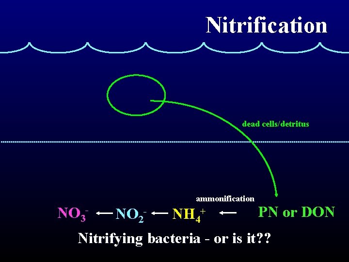 Nitrification dead cells/detritus ammonification NO 3 - NO 2 - NH 4+ PN or