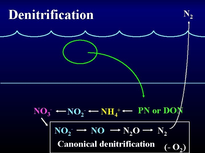 Denitrification NO 3 - NO 2 - N 2 NH 4+ PN or DON