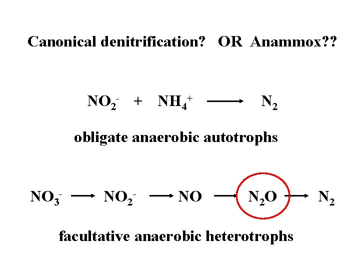 Canonical denitrification? OR Anammox? ? NO 2 - + NH 4+ N 2 obligate