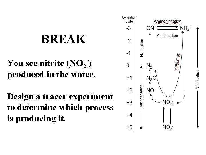 BREAK You see nitrite (NO 2 -) produced in the water. Design a tracer