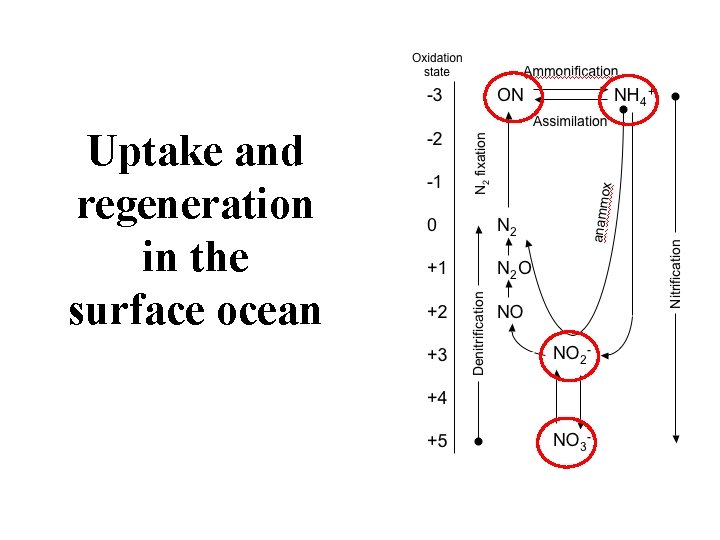 Uptake and regeneration in the surface ocean 