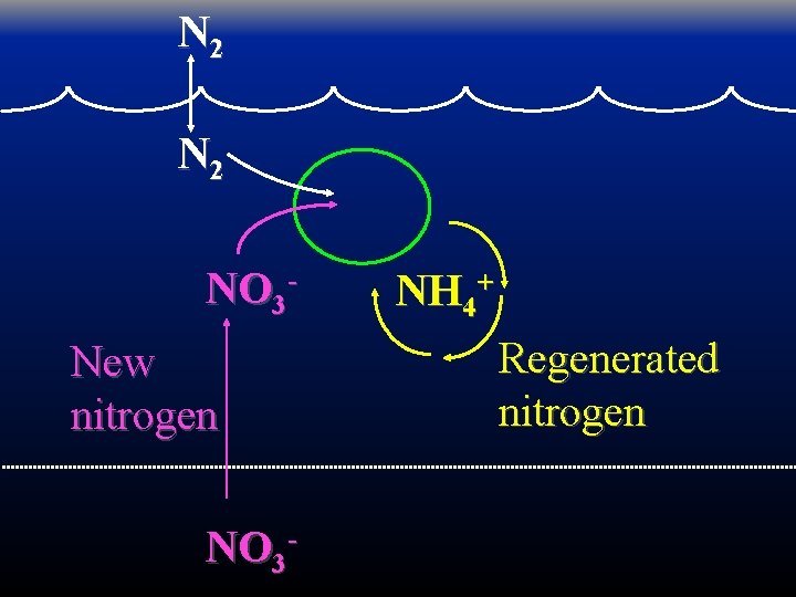 N 2 NO 3 New nitrogen NO 3 - NH 4+ Regenerated nitrogen 