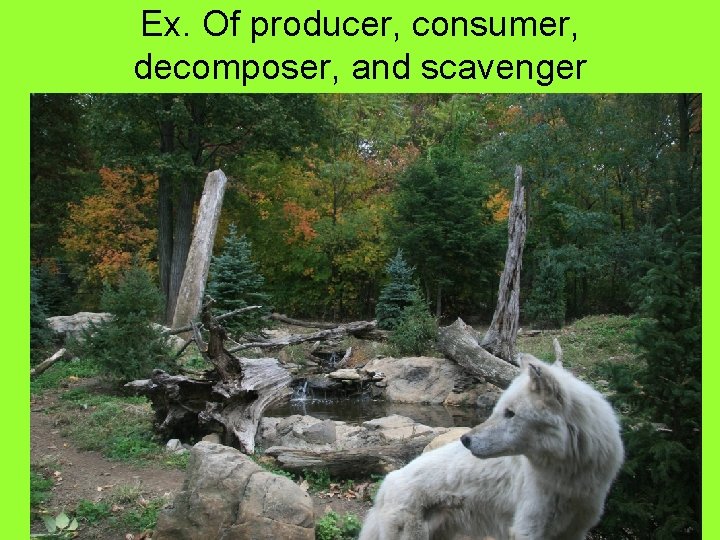 Ex. Of producer, consumer, decomposer, and scavenger 