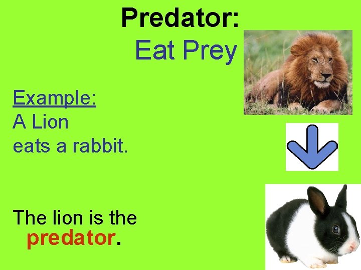 Predator: Eat Prey Example: A Lion eats a rabbit. The lion is the predator.